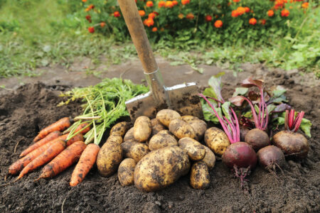Root Cellar Alternatives Image